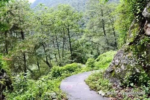 精灵格蕾